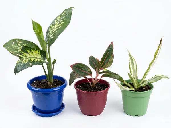 Indoor_Plant_Combo_Pack_Of_3_Dieffenbachia_And_Lipstick_And_Dracaena_In_Decorative_Pots