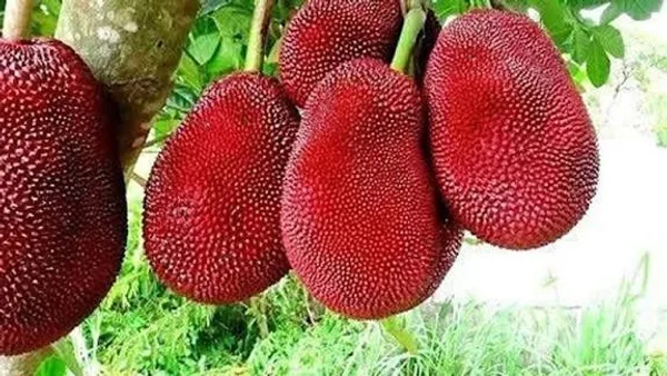 Thai_Variety_Red_Jackfruit_Plant_Sapling_Tropical_Fruit_Tree_For_Home_Garden