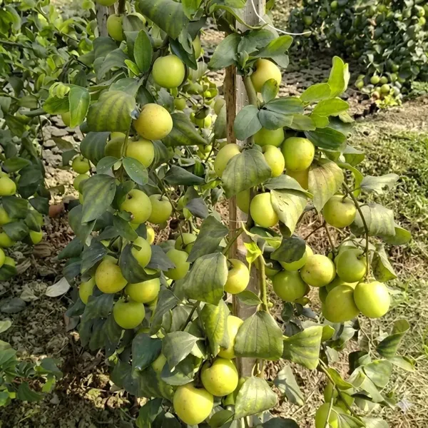 Hybrid_Bar_Apple_Fruit_Tree_Sapling_Fruit_Vine_For_Home_Garden