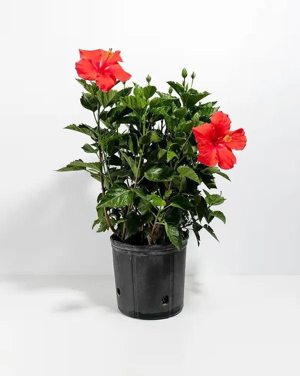 Red_Hibiscus_Flowering_Plant_Indoor_Or_Outdoor_Ornamental_Plant
