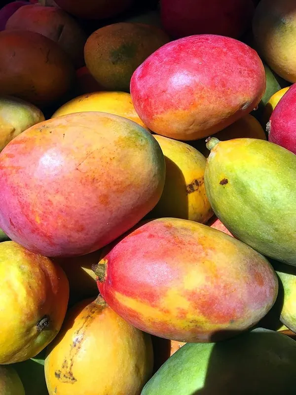 Fresh_Gulab_Khas_Mango_Premium_Quality_Indian_Mangoes