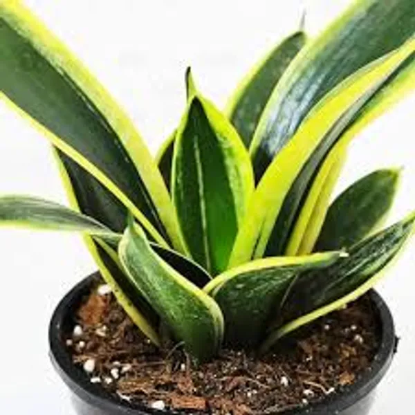 Sansevieria_Golden_Hahnii_Snake_Plant_In_Pot
