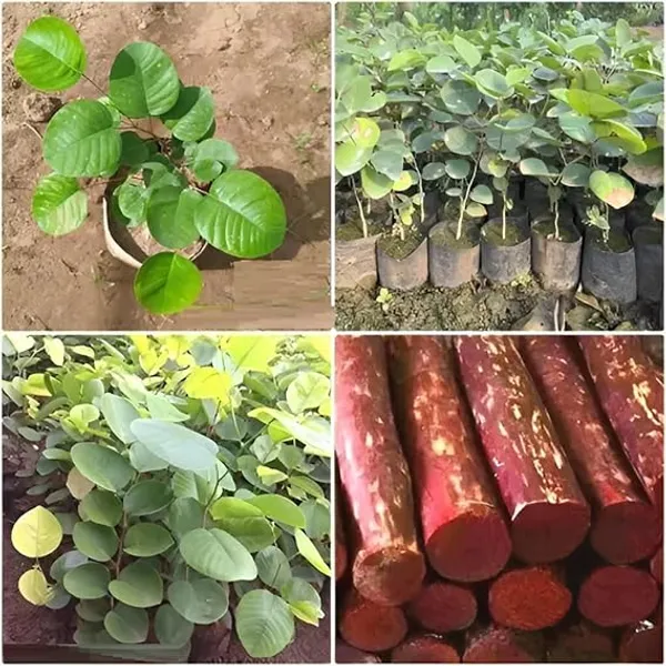 Red_Sandalwood_Plant_Saplings_Pterocarpus_Santalinus_Rakta_Chandan
