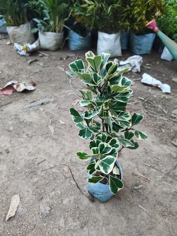 Variegated_Ficus_Plant_In_Pot