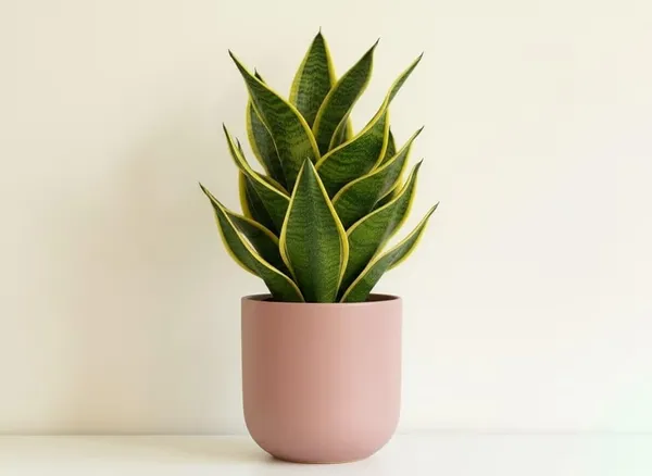 Sansevieria_Golden_Hahnii_Snake_Plant_In_Pot