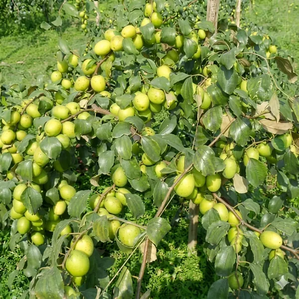 Hybrid_Bar_Apple_Fruit_Tree_Sapling_Fruit_Vine_For_Home_Garden