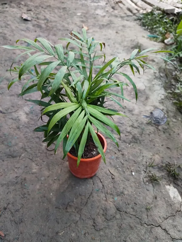 Areca_Palm_Indoor_Plant_In_Pot_For_Home_Or_Office_Decor