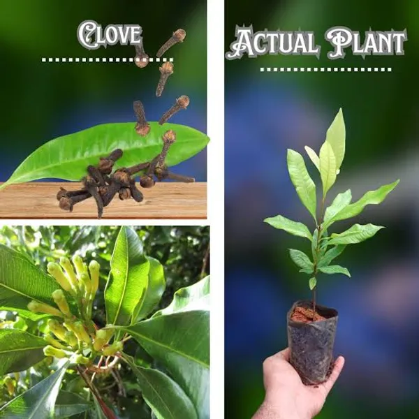 Clove_Plant_Clove_Sapling_With_Roots_For_Home_Garden