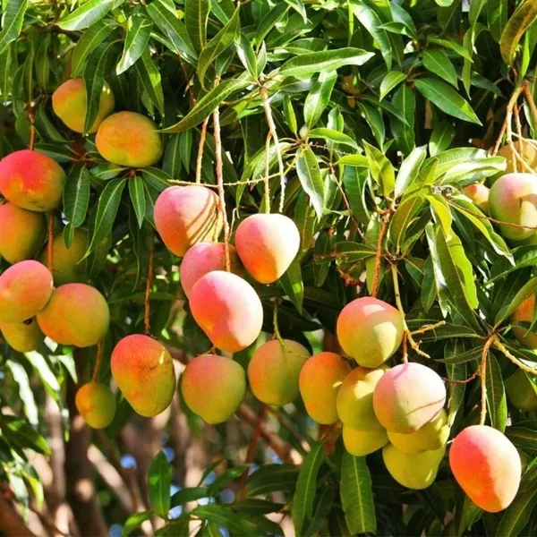 Hybrid_Alphonso_Mango_Plant_Grafted_Fruit_Tree_For_Home_Garden