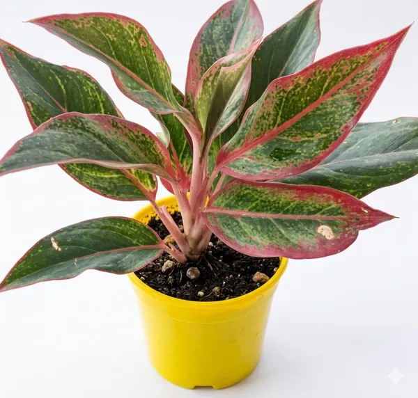Aglaonema_Lipstick_Plant_With_Pot_Indoor_Plant_For_Home_Decor