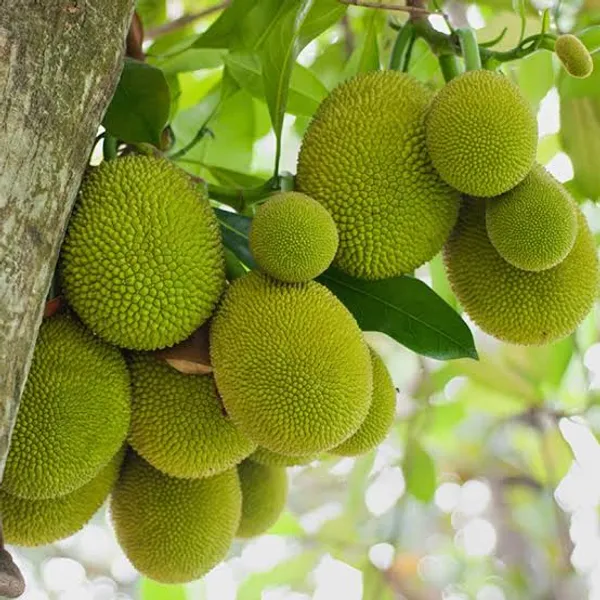 Green_Jackfruit_Plant_Fruit_Vine_For_Home_Garden