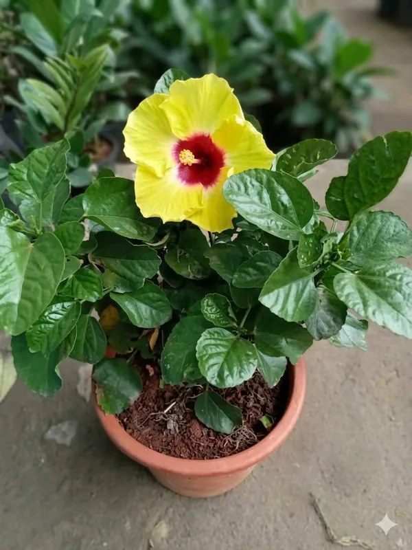 Yellow_Hibiscus_Flowering_Plant_Ornamental_Garden_Plant