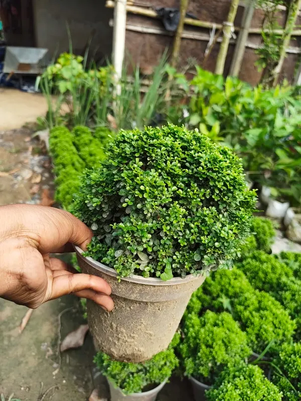 Table_Kamini_Plant_In_Pot_Indoor_Plant_For_Home_Or_Office_Decor