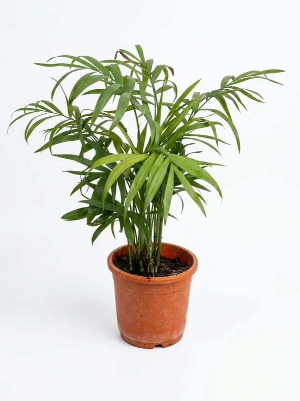 Areca_Palm_Indoor_Plant_In_Pot_For_Home_Or_Office_Decor