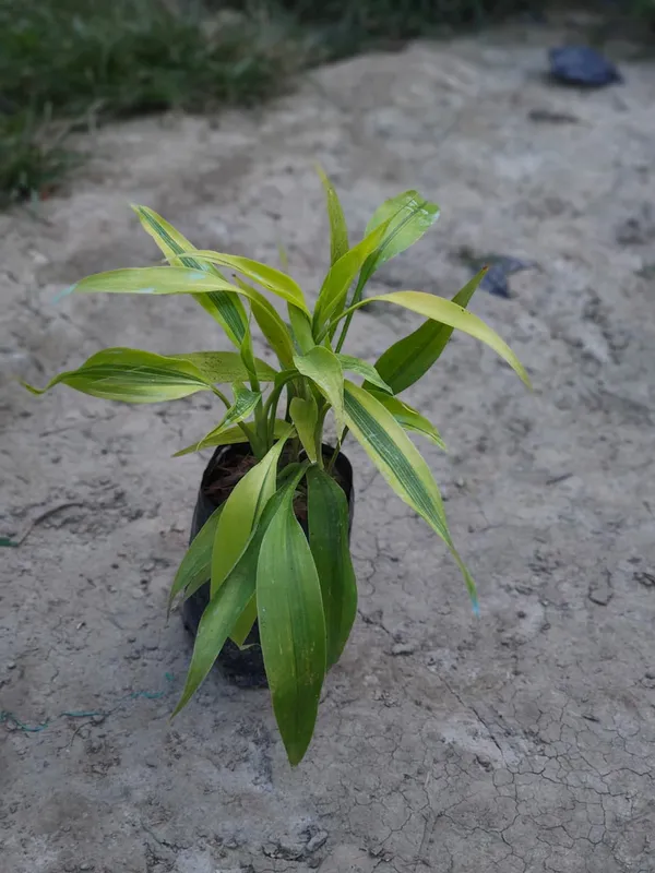 Lucky_Bamboo_Plant_In_Nursery_Pot_Indoor_Green_Plant