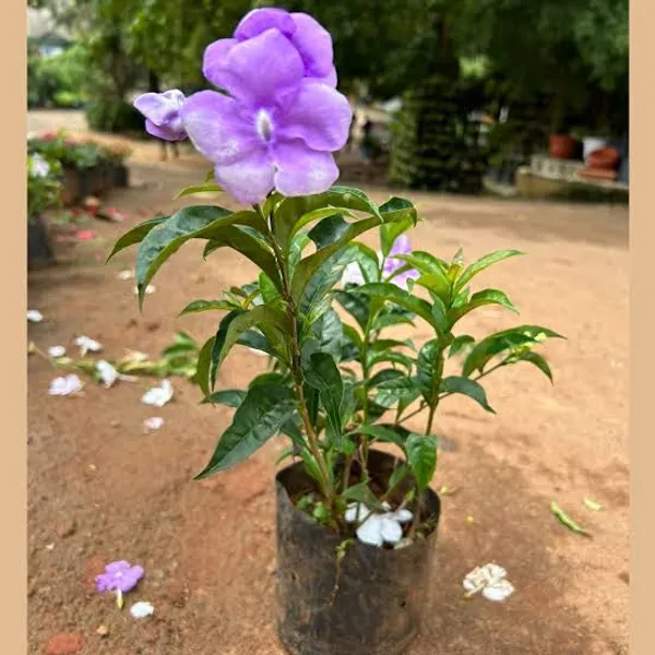 Brunfelsia_Flowering_Plant_Aaj_Kal_Porshu_Yesterday_Today_Tomorrow_Shrub_For_Home_Garden