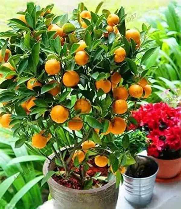 Nagpur_Orange_Citrus_Fruit_Plant_Fruit_Vine_For_Home_Garden
