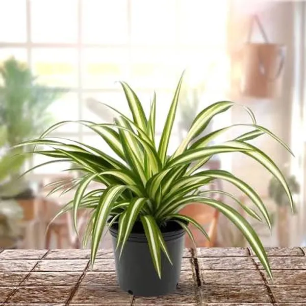 Variegated_Spider_Plant_Chlorophytum_Comosum_Green_And_White_Striped_Indoor_Air_Purifying_Plant