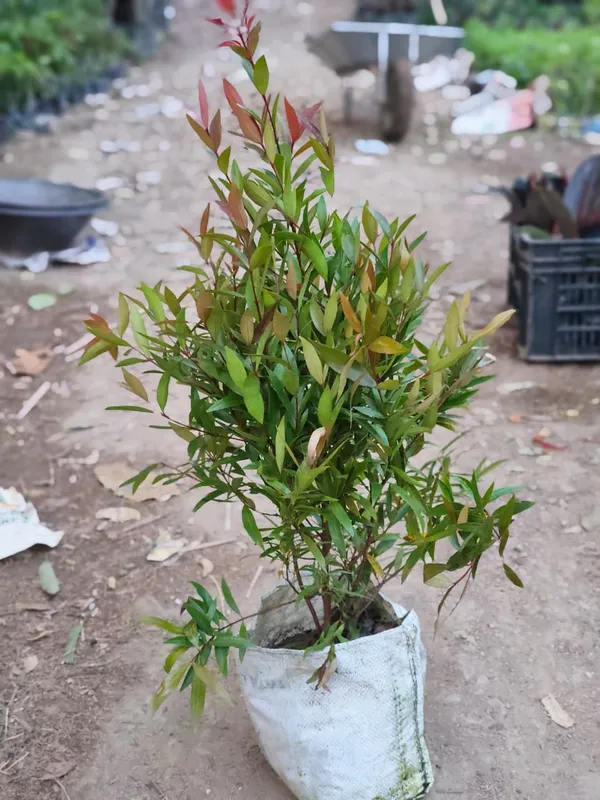Red_Lip_Plant_In_Pot_Ornamental_Syzygium_Plant_With_Colorful_Foliage_For_Home_Decor