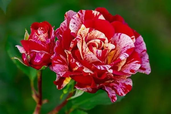 Striped_Variegated_Rose_Plant_Red_And_White_Candy_Cane_Pattern
