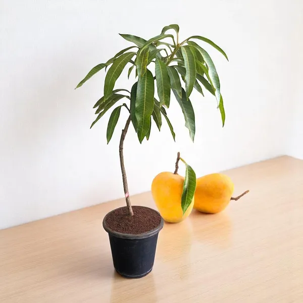 Hybrid_Alphonso_Mango_Plant_Grafted_Fruit_Tree_For_Home_Garden