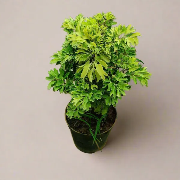Golden_Aralia_Selaginella_Moss_Plant_Indoor_Ornamental_Plant_In_Pot