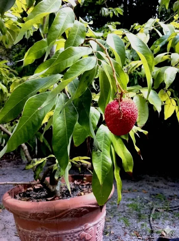 Lychee_Fruit_Plant_Tropical_Fruit_Plant_Fruit_Vine_For_Home_Garden