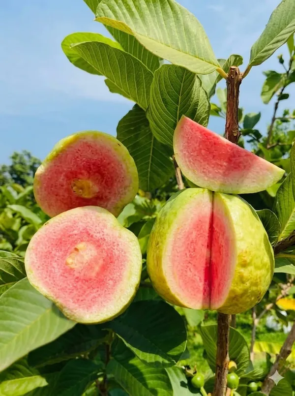 All_Time_Thai_Red_Diamond_Guava_Plant_Psidium_Guajava_Fruit_Vine_For_Home_Garden