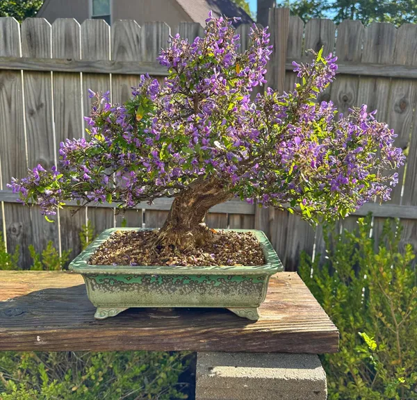Bonsai_Blue_Bell_Plant_In_Pot_Indoor_Bonsai_For_Home_Or_Office_Decor