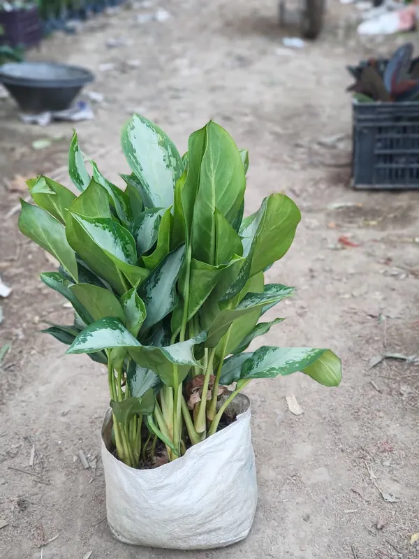Aglaonema_Silver_Queen_In_Pot_Variegated_Indoor_Plant_With_Green_And_White_Foliage