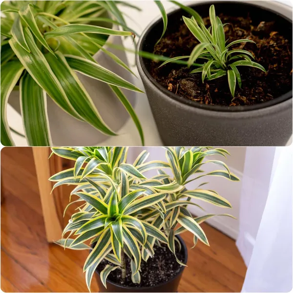 Dracaena_Reflexa_Song_Of_India_Variegated_Indoor_Plant_With_Pot