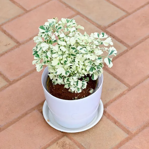 White_Aralia_Plant_Green_And_White_Foliage_Indoor_Plant_For_Home_Decor