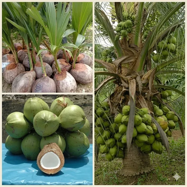 Green_Coconut_Plant_Seeding_With_Fruit_Coconut_Tree_Saplings