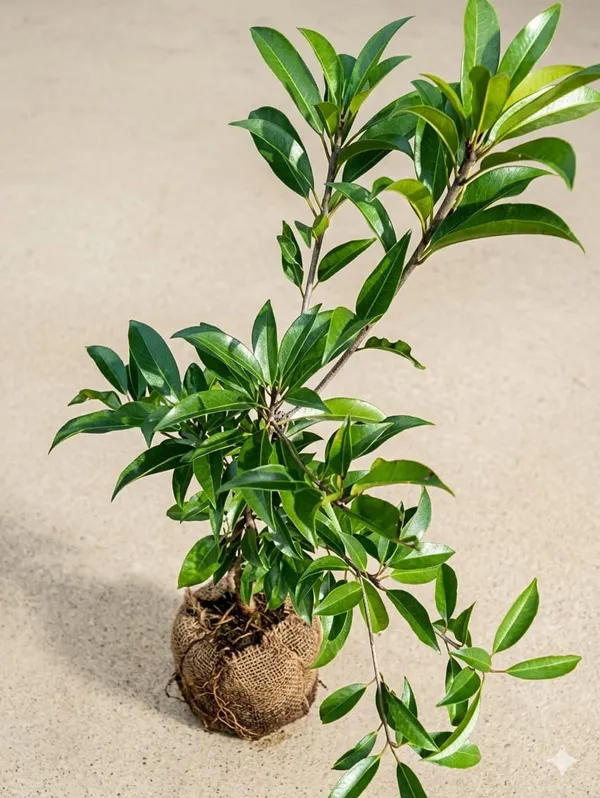 Hybrid_Sapota_Chikoo_Fruit_Plant_Grafted_Variety_Fresh_Fruit_Vine_In_Home_Garden