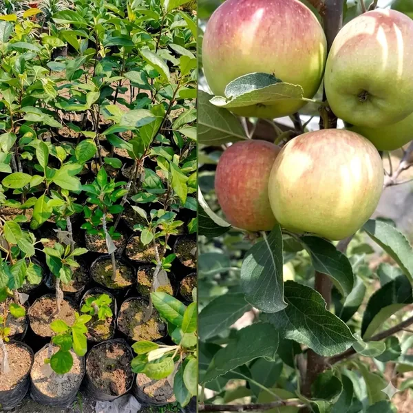 Apple_Tree_Sapling_In_Pot_Fruit_Plant_For_Home_Garden_Suitable_In_All_Weather