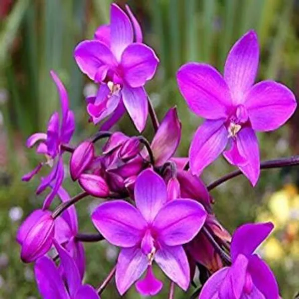 Purple_Dendrobium_Orchid_Plant_Indoor_Live_Plant_For_Home_Decor