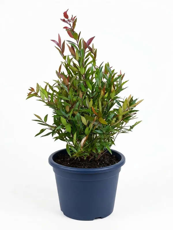 Red_Lip_Plant_In_Pot_Ornamental_Syzygium_Plant_With_Colorful_Foliage_For_Home_Decor