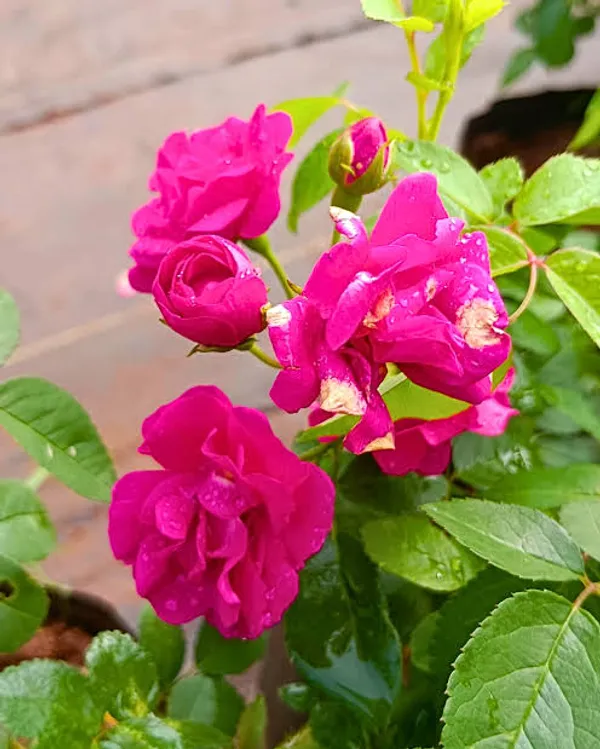 Vibrant_Magenta_Rose_Plant_In_Pot_Flowering_Plant_For_Home_And_Garden