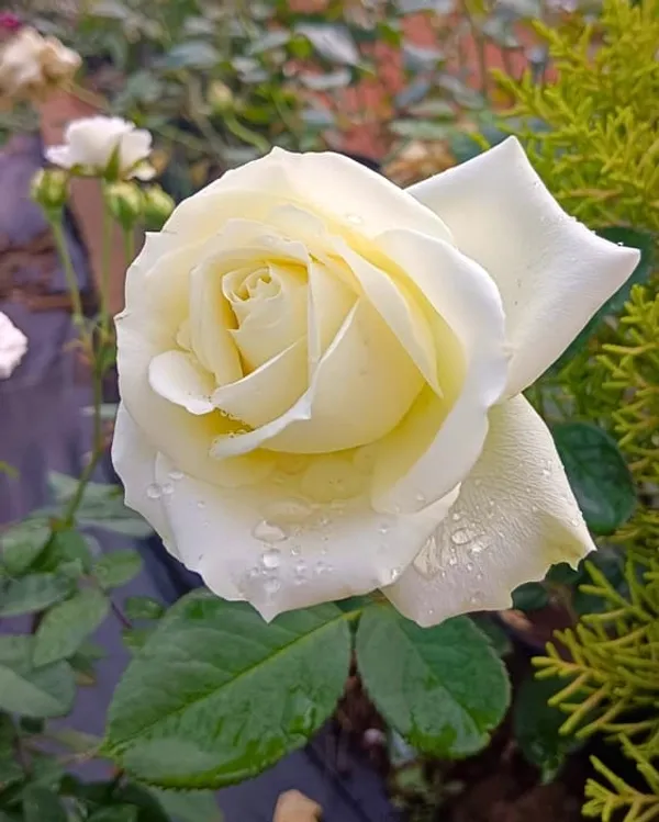 White_Rose_Plant_In_Pot
