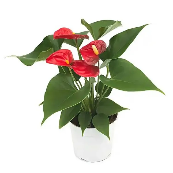 Red_Peach_Lily_Plant_In_Pot_Indoor_Plant_For_Home_Decor