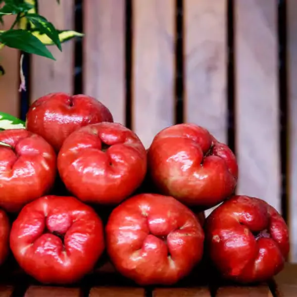 Thai_Pink_Water_Apple_Jambu_Plant_Sapling_Fruit_Vine_For_Home_Garden