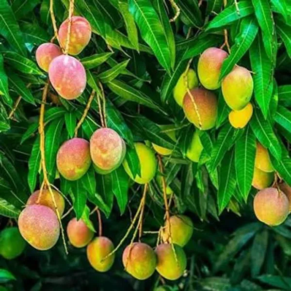 Fresh_Gulab_Khas_Mango_Premium_Quality_Indian_Mangoes