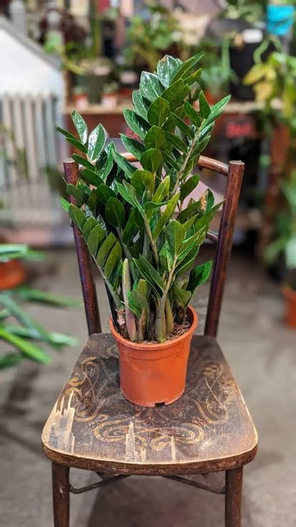 Zz_Plant_Zamioculcas_Zamiifolia_Indoor_Ornamental_Plant_In_Pot