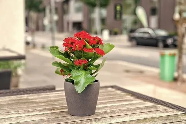 Kalanchoe_Red_Flower_Plant_In_Pot_Indoor_Plant_For_Home_Decor