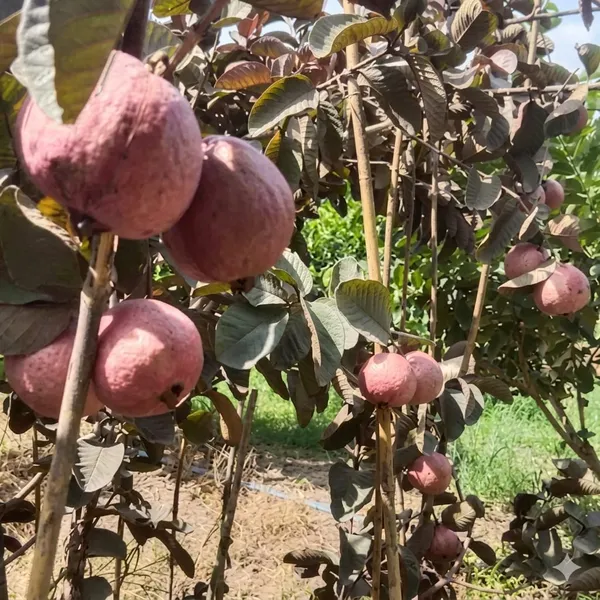 Pink_Guava_Fresh_Fruit_Plant_Fruit_Vine_For_Home_Garden