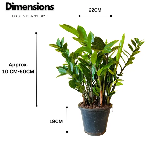Zz_Plant_Zamioculcas_Zamiifolia_Indoor_Ornamental_Plant_In_Pot