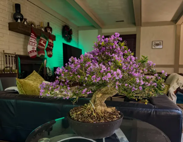 Bonsai_Blue_Bell_Plant_In_Pot_Indoor_Bonsai_For_Home_Or_Office_Decor
