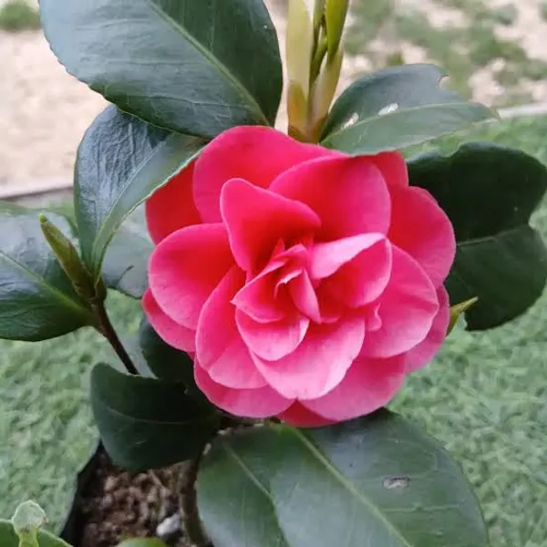 Premium_Camellia_Plant_In_Pot_Ornamental_Flowering_Plant