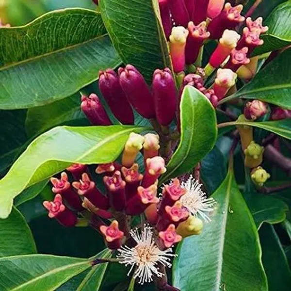 Clove_Plant_Clove_Sapling_With_Roots_For_Home_Garden
