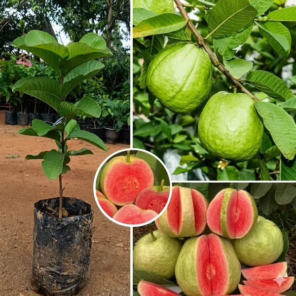 All_Time_Thai_Red_Diamond_Guava_Plant_Psidium_Guajava_Fruit_Vine_For_Home_Garden